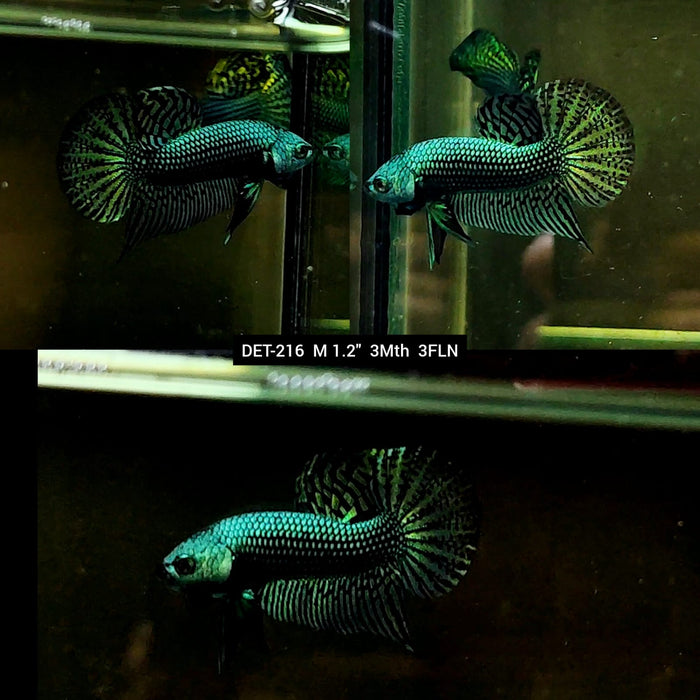 Live Male Betta Green Alien Hybrid Wild Plakat (DET-216) High quality what you see what you get!!