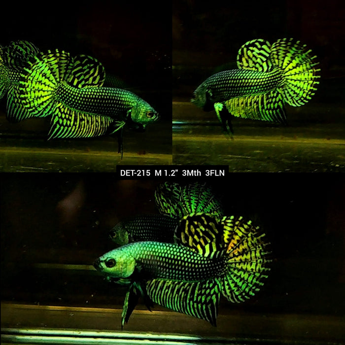 Live Male Betta Green Alien Hybrid Wild Plakat (DET-215) High quality what you see what you get!!