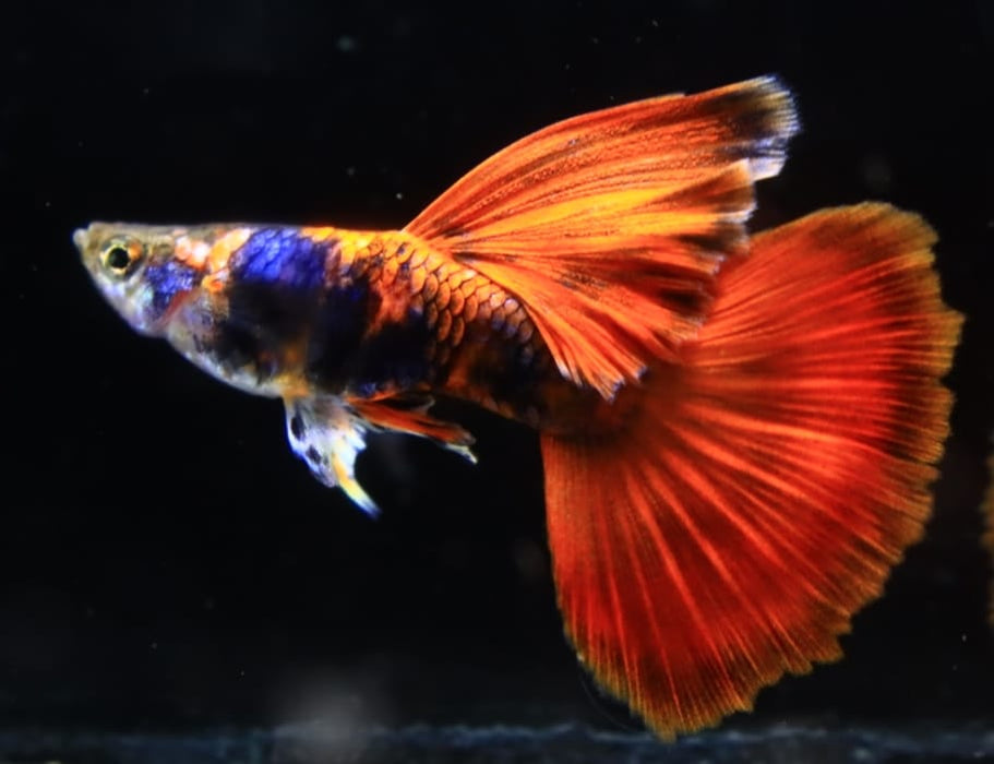 Live Fancy Guppy Fish Premium Quality Black Red Tiger Guppy (CGP-127)