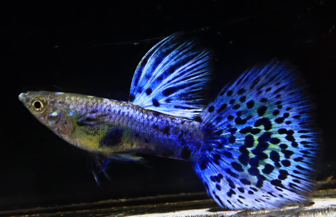 Live Fancy Guppy Fish Premium Quality Lazuri Blue Grass (CGP-105)