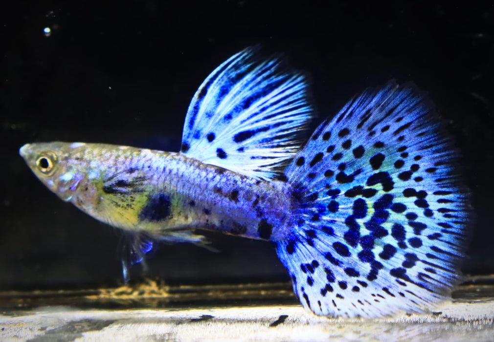 Live Fancy Guppy Fish Premium Quality Lazuri Blue Grass (CGP-105)