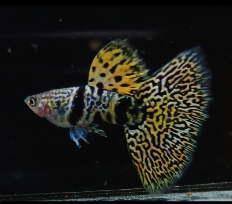 Live Fancy Guppy Fish Premium Quality Yellow Tiger King Cobra (CGP-067)