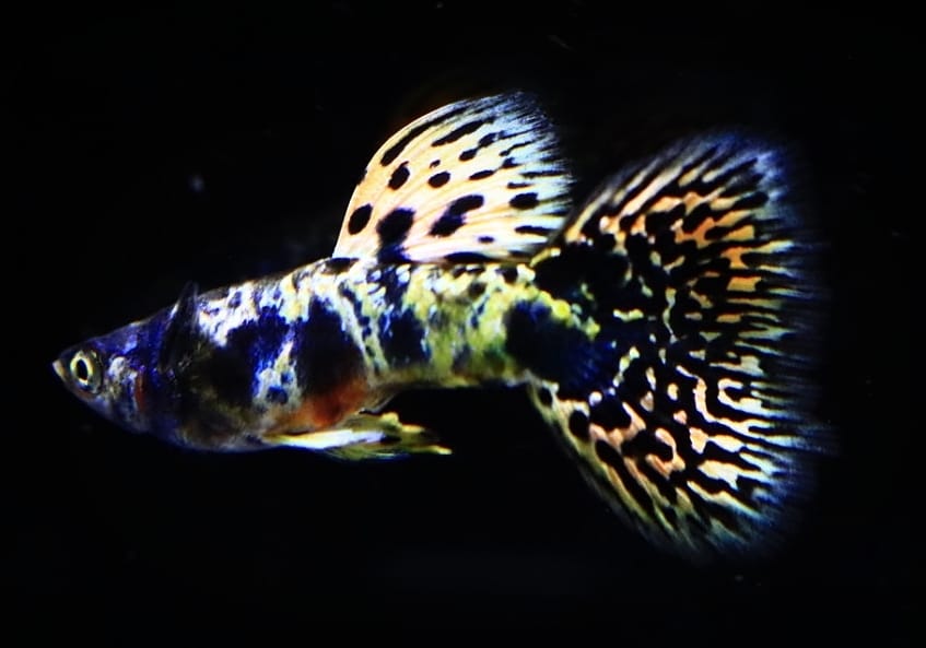 Live Fancy Guppy Fish Premium Quality Yellow Tiger King Cobra (CGP-067)