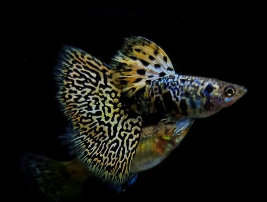 Live Fancy Guppy Fish Premium Quality Yellow Tiger King Cobra (CGP-067)