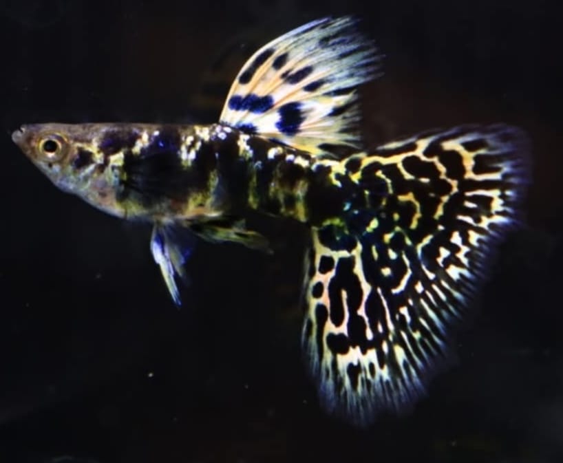 Live Fancy Guppy Fish Premium Quality Yellow Tiger King Cobra (CGP-067)