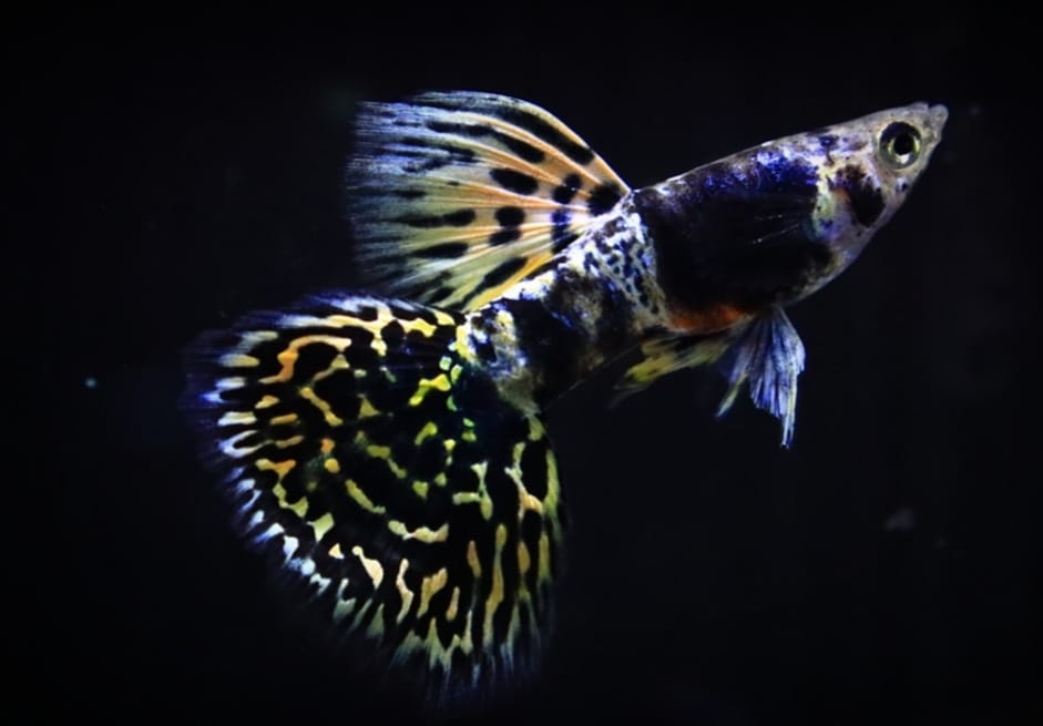 Live Fancy Guppy Fish Premium Quality Yellow Tiger King Cobra (CGP-067)