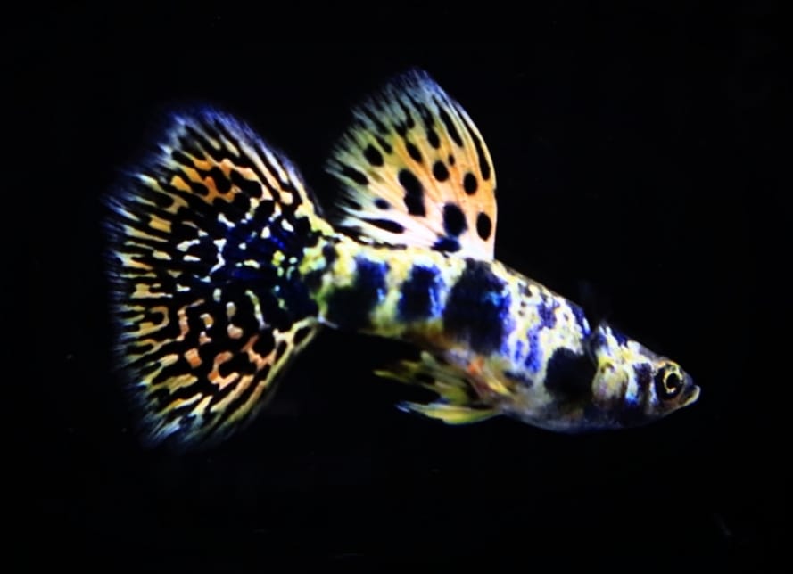 Live Fancy Guppy Fish Premium Quality Yellow Tiger King Cobra (CGP-067)