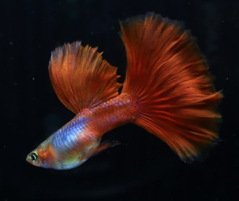 Live Fancy Guppy Fish Premium Quality Blue Lazuri Red Tail High Dorsal (CGP-103)