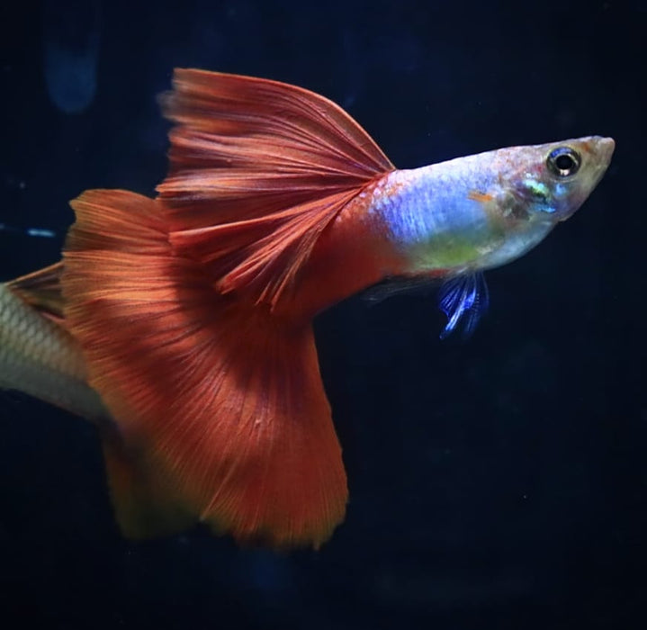 Live Fancy Guppy Fish Premium Quality Blue Lazuri Red Tail High Dorsal (CGP-103)