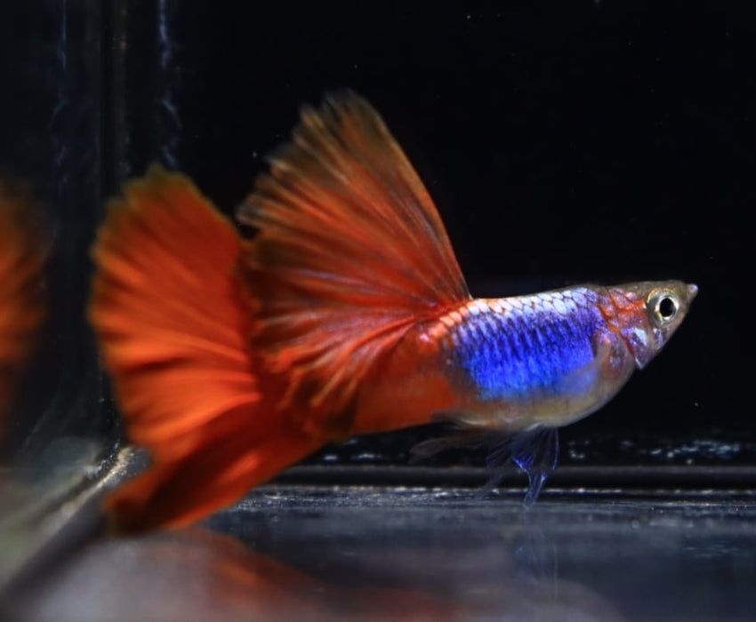 Live Fancy Guppy Fish Premium Quality Blue Lazuri Red Tail High Dorsal (CGP-103)