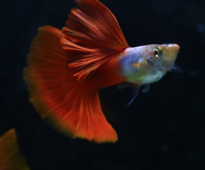 Live Fancy Guppy Fish Premium Quality Blue Lazuri Red Tail High Dorsal (CGP-103)