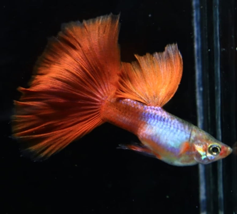 Live Fancy Guppy Fish Premium Quality Blue Lazuri Red Tail High Dorsal (CGP-103)