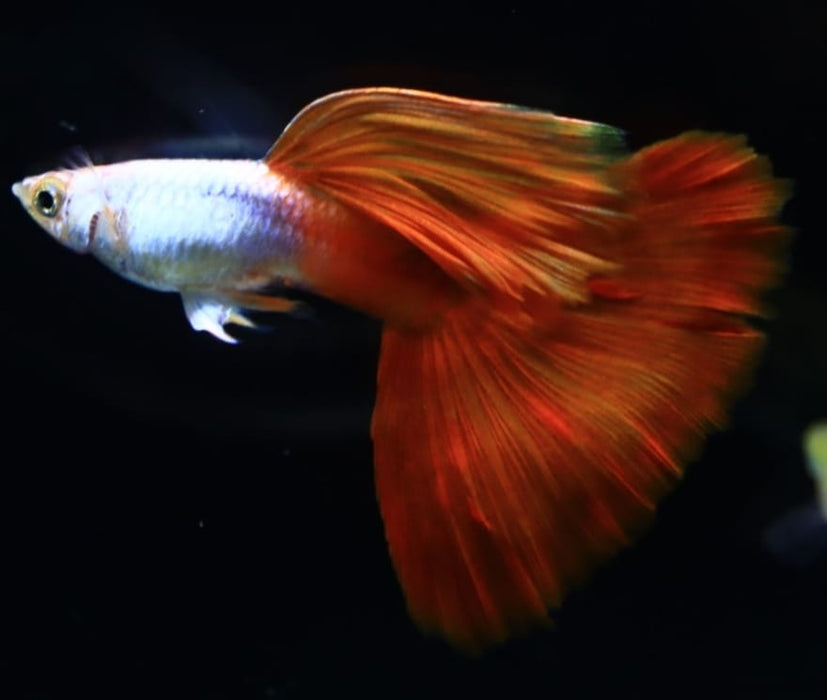 Live Fancy Guppy Fish Premium Quality Silverado High Dorsal Red Tail Long Fin (CGP-096)