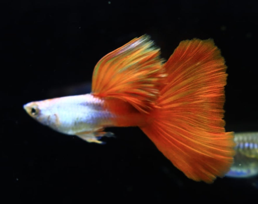 Live Fancy Guppy Fish Premium Quality Silverado High Dorsal Red Tail Long Fin (CGP-096)