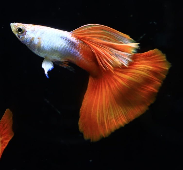 Live Fancy Guppy Fish Premium Quality Silverado High Dorsal Red Tail Long Fin (CGP-096)