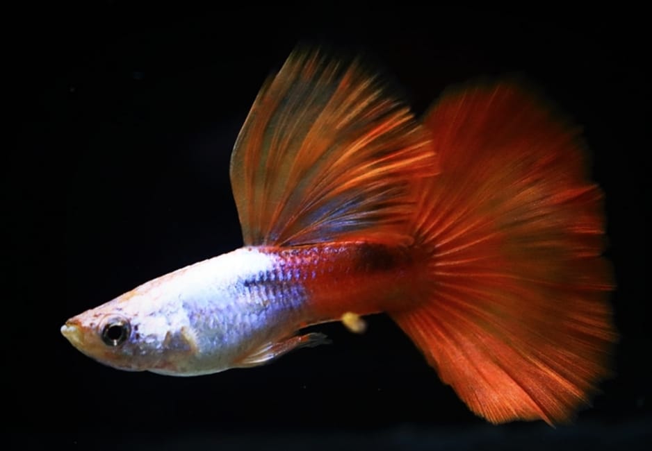 Live Fancy Guppy Fish Premium Quality Silverado High Dorsal Red Tail Long Fin (CGP-096)