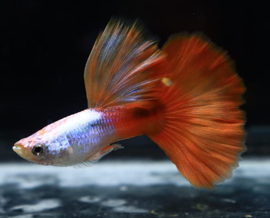 Live Fancy Guppy Fish Premium Quality Silverado High Dorsal Red Tail Long Fin (CGP-096)