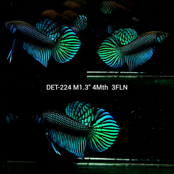 Live Male Betta Green Mahachai Wild Plakat (DET-224) High quality what you see what you get!!