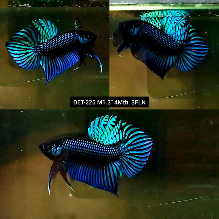 Live Male Betta Green Mahachai Wild Plakat (DET-225) High quality what you see what you get!!