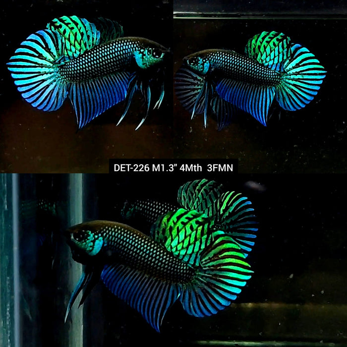 Live Male Betta Green Mahachai Wild Plakat (DET-226) High quality what you see what you get!!