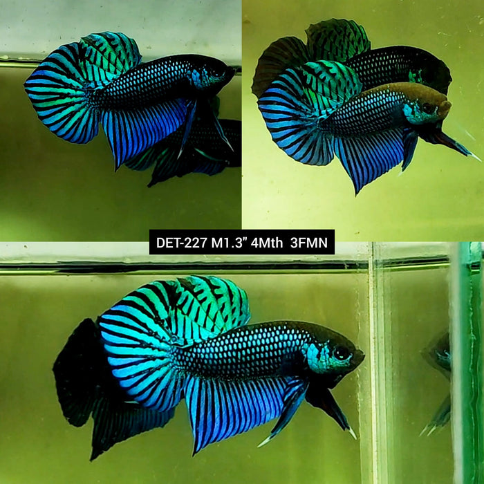 Live Male Betta Green Mahachai Wild Plakat (DET-227) High quality what you see what you get!!