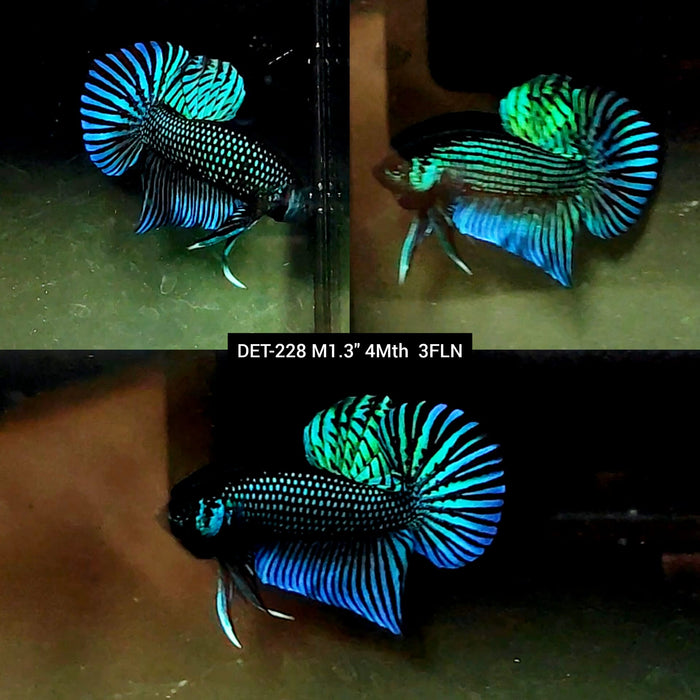 Live Male Betta Green Mahachai Wild Plakat (DET-228) High quality what you see what you get!!