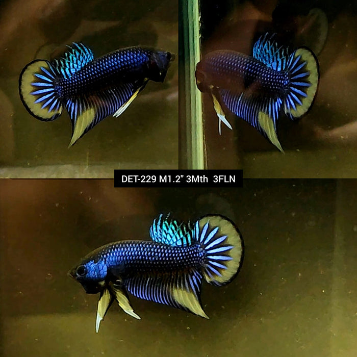 Live Male Betta Blue-Yellow Imbellis Wild Plakat (DET-229) High quality what you see what you get!!