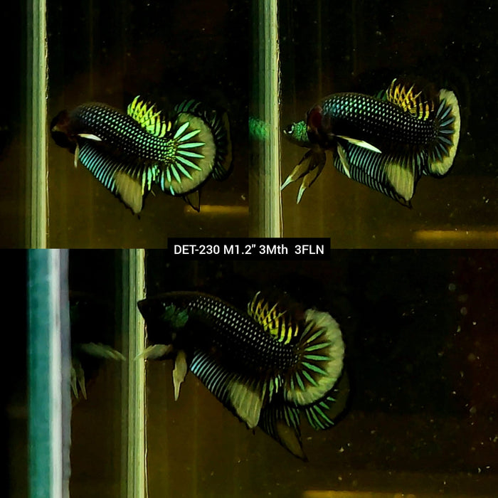 Live Male Betta Green-Yellow Imbellis Wild Plakat (DET-230) High quality what you see what you get!!