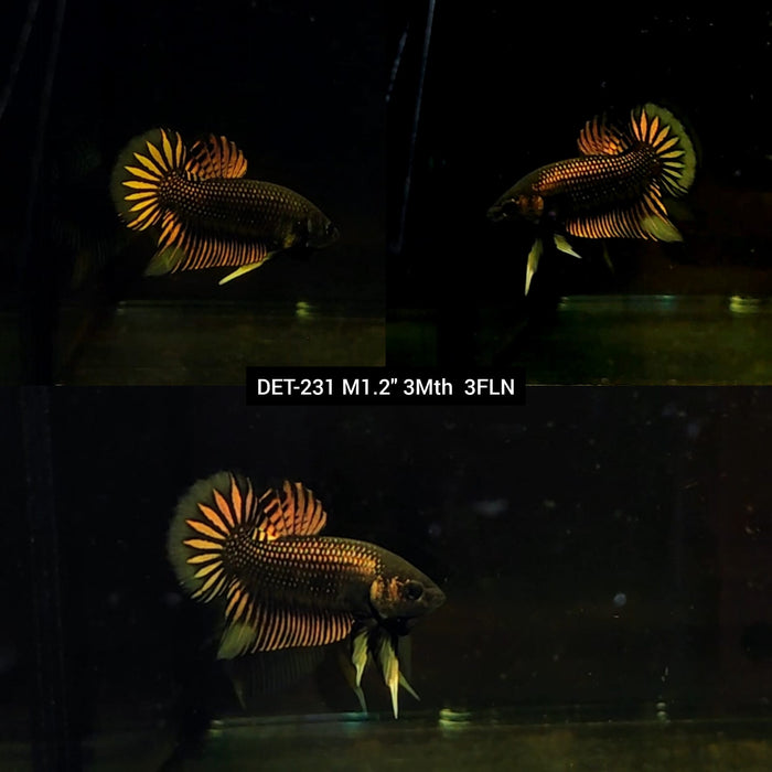 Live Male Betta Copper-Yellow Imbellis Wild Plakat (DET-231) High quality what you see what you get!!