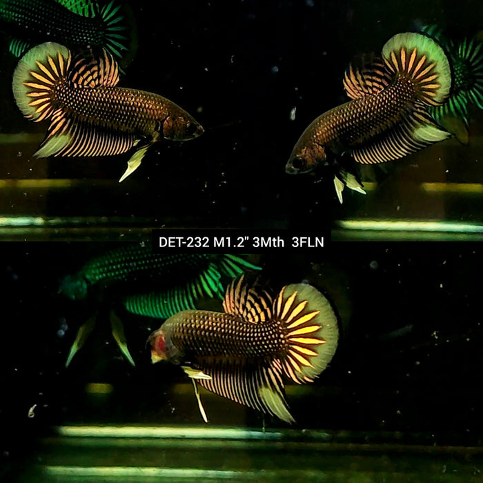 Live Male Betta Copper-Yellow Imbellis Wild Plakat (DET-232) High quality what you see what you get!!