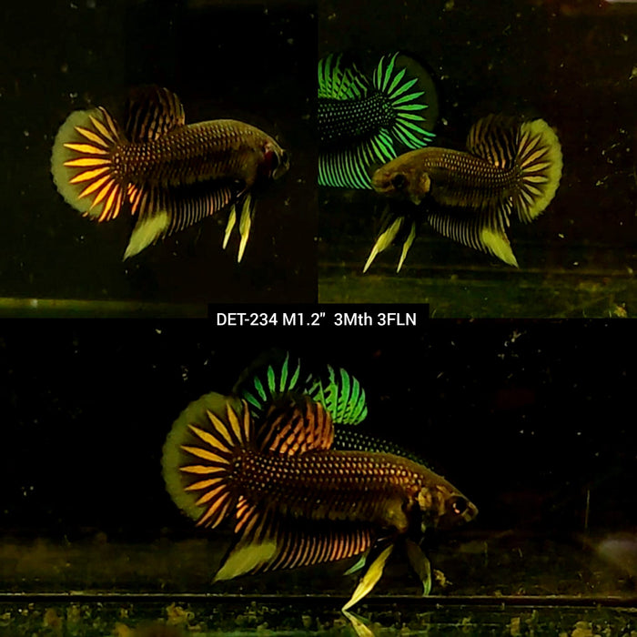 Live Male Betta Copper-Yellow Imbellis Wild Plakat (DET-234) High quality what you see what you get!!