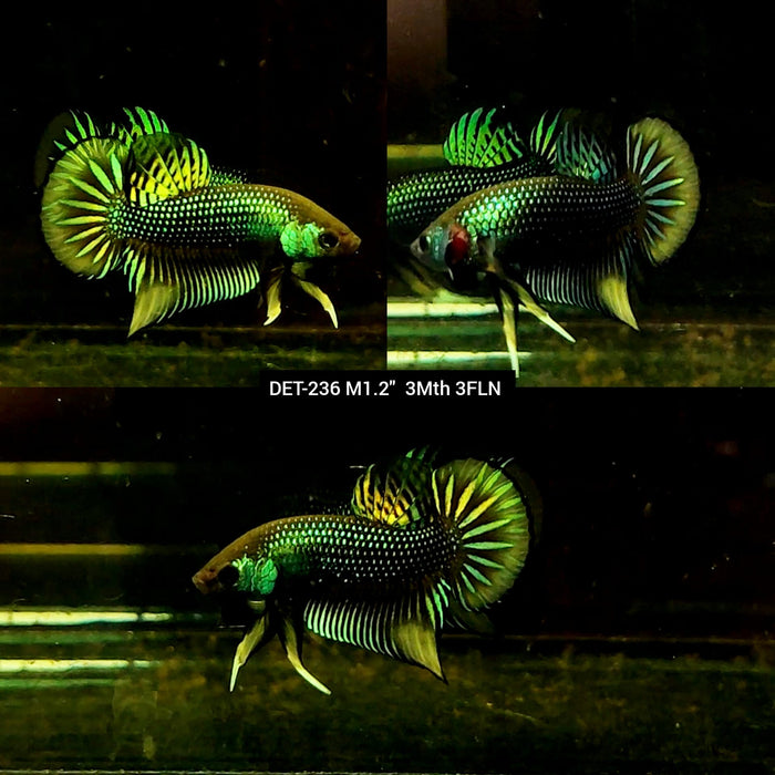 Live Male Betta Green-Yellow Imbellis Wild Plakat (DET-236) High quality what you see what you get!!