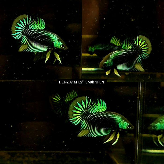 Live Male Betta Green-Yellow Imbellis Wild Plakat (DET-237) High quality what you see what you get!!