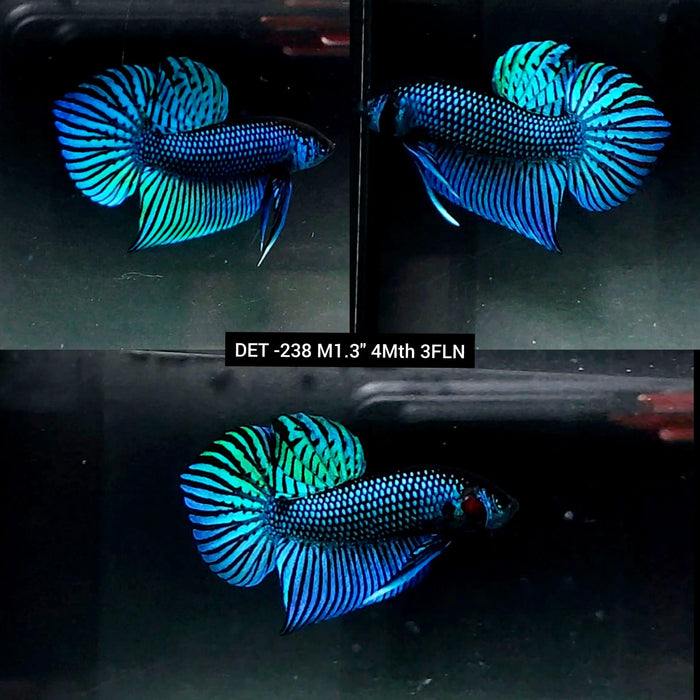 Live Male Betta Green Mahachai Wild Plakat (DET-238) High quality what you see what you get!!