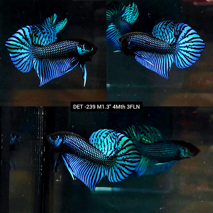 Live Male Betta Green Mahachai Wild Plakat (DET-239) High quality what you see what you get!!