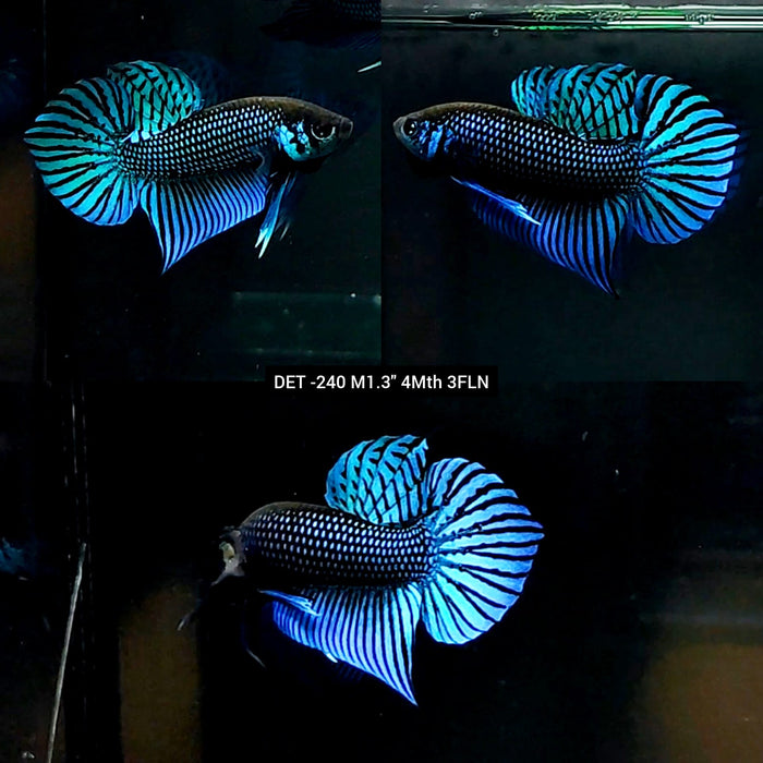 Live Male Betta Green Mahachai Wild Plakat (DET-240) High quality what you see what you get!!