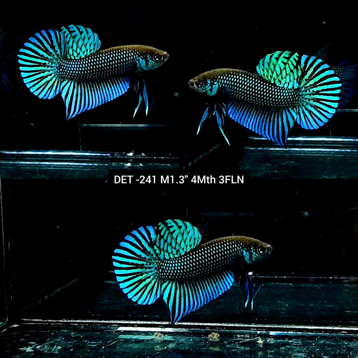 Live Male Betta Green Mahachai Wild Plakat (DET-241) High quality what you see what you get!!