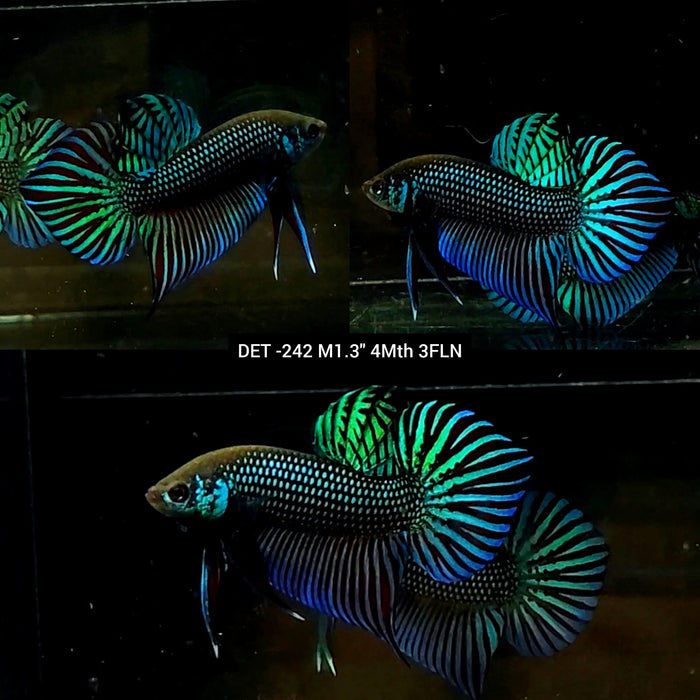 Live Male Betta Green Mahachai Wild Plakat (DET-242) High quality what you see what you get!!