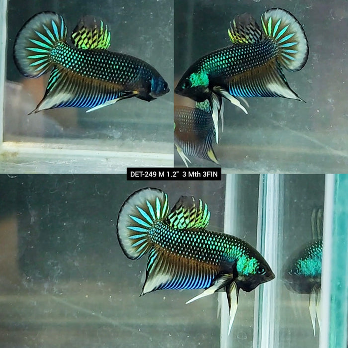 Live Male Betta Green-yellow Imbellis Wild Plakat (DET-249) High quality what you see what you get!!