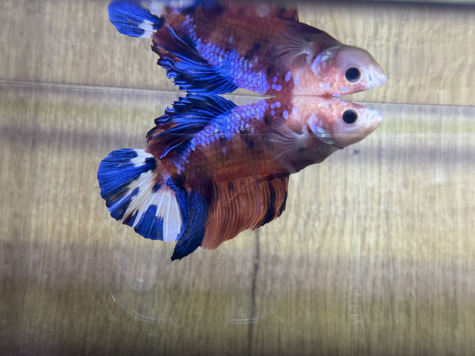 LIVE BETTA FISH “FANCY GIANT  CANDY MALE PLAKAT”S184 (LLL-304) WHAT YOU SEE IS WHAT YOU GET