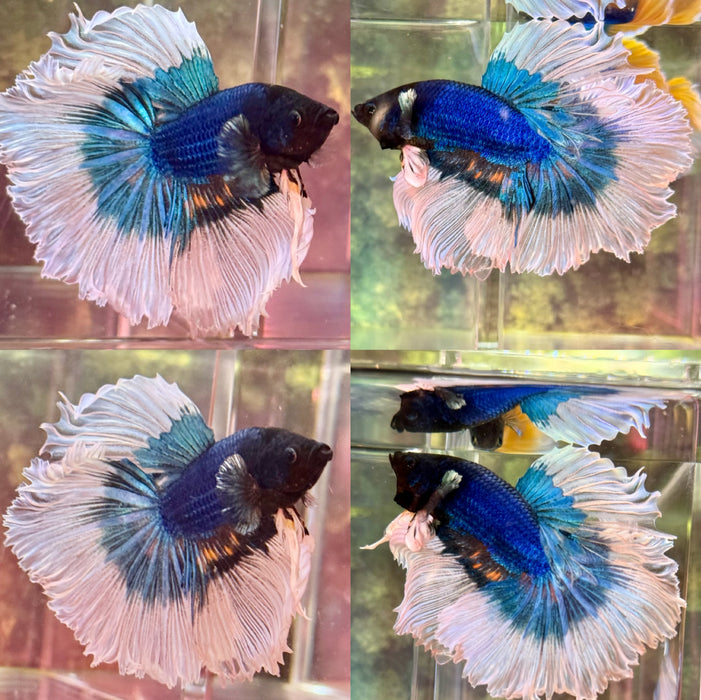 LIVE FISH MALE BETTA BLUE BUTTERFLY HALFMOON S280(LLL-505) HIGH QUALITY WHAT YOU SEE WHAT YOU GET!!