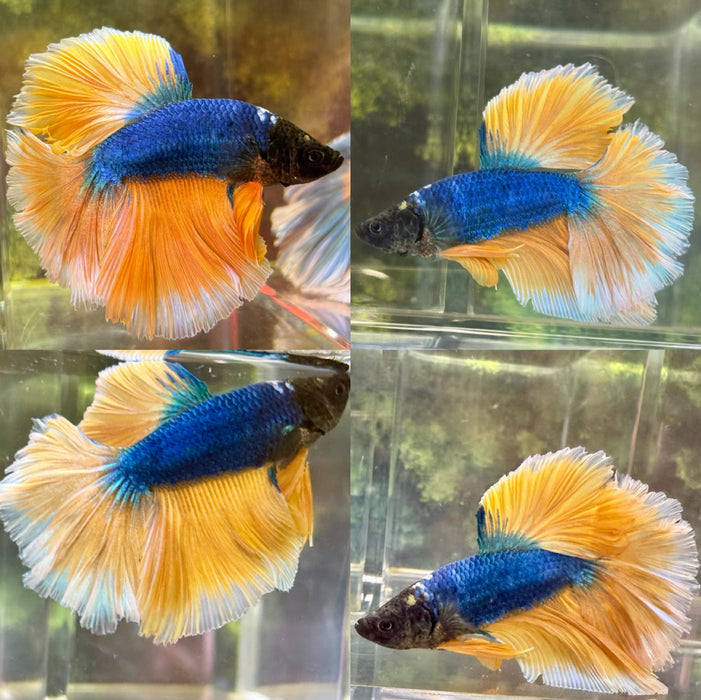 LIVE FISH MALE BETTA BLUE BUTTERFLY HALFMOON S215 (LLL-010) HIGH QUALITY WHAT YOU SEE WHAT YOU GET!!