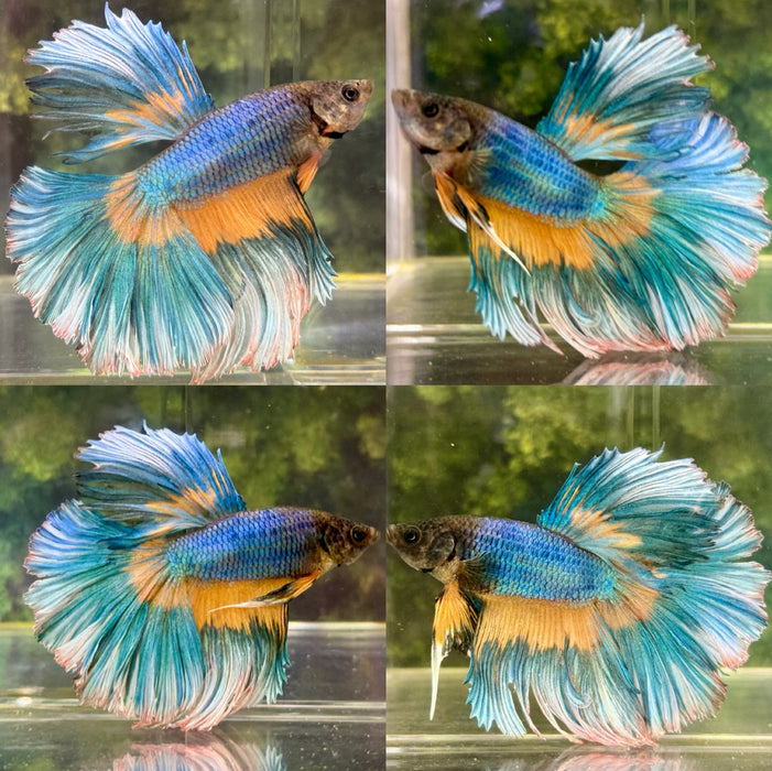 LIVE FISH FANCY MUSTARD GAS HALFMOON MALE BETTA S055 (LLL-010) HIGH QUALITY WHAT YOU SEE WHAT YOU GET!!