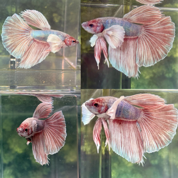 LIVE FISH FANCY LIGHT PINK TONE DUMBO HALFMOON MALE BETTA S186 (LLL-012) WHAT YOU SEE IS WHAT YOU GET! READY TO SHIP