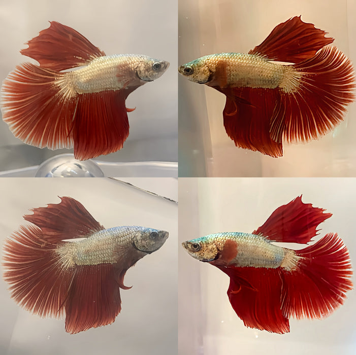 Live Betta High Grade Fancy Copper Scales Over Halfmoon Male (LLL-1026) What you see is what you get!