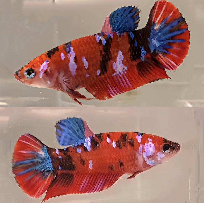 LIVE FRESHWATER BETTA FEMALE MIXED PLAKAT NEMO(LLL-1040) WHAT YOU SEE IS WHAT YOU GET!