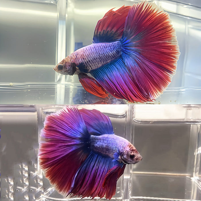 LIVE BETTA FISH LAVENDER MUSCOT HALFMOON MALE BETTA (LLL-1085) WHAT YOU SEE IS WHAT YOU GET!