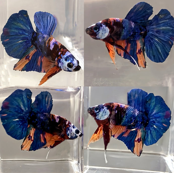 LIVE BETTA BLACK GALAXY KOI PLAKAT MALE  S207(LLL-1089) WHAT YOU SEE WHAT YOU GET