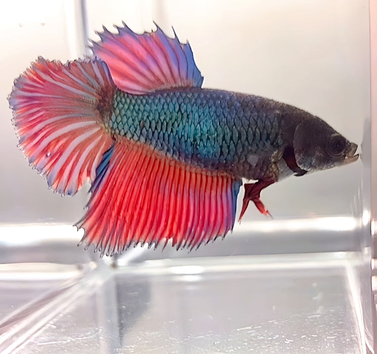 Live Betta Fish Green/Blue Red tail Halfmoon  Female (LLL-1097) WHAT YOU SEE IS WHAT YOU GET!