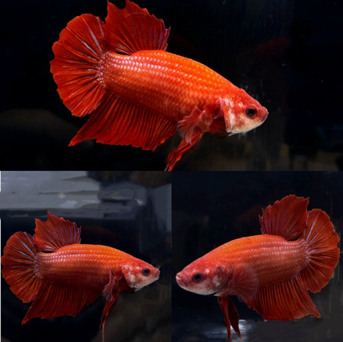 Live Betta Fish Super Red  Plakat Male (LLL-1008) S121 What you see is what you get!